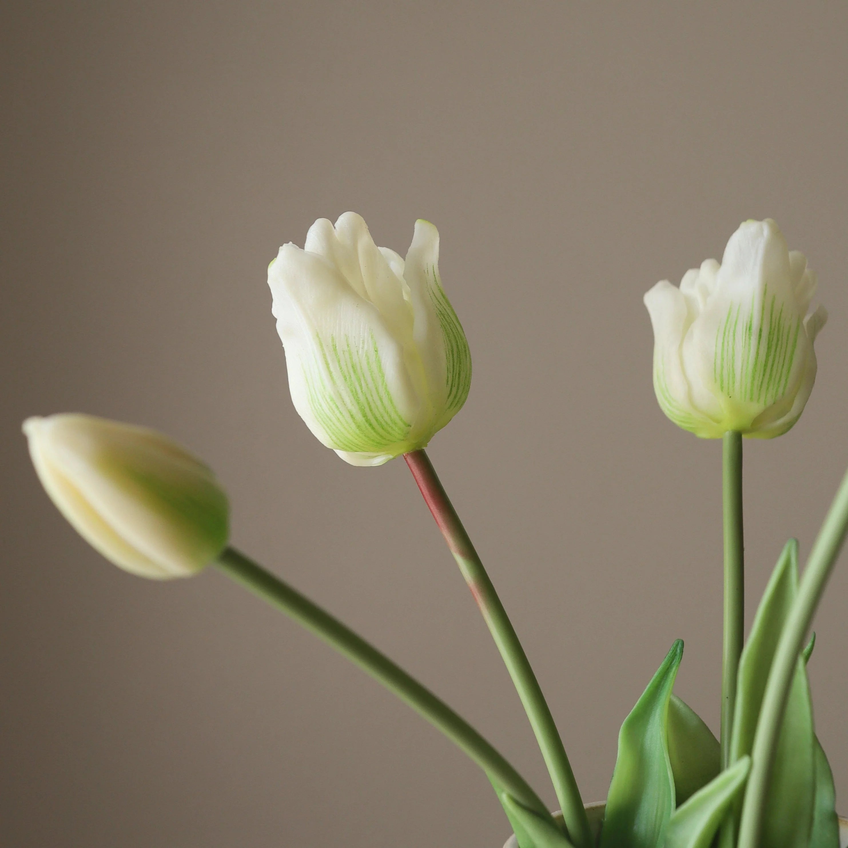 Hvide Triumph Tulipaner