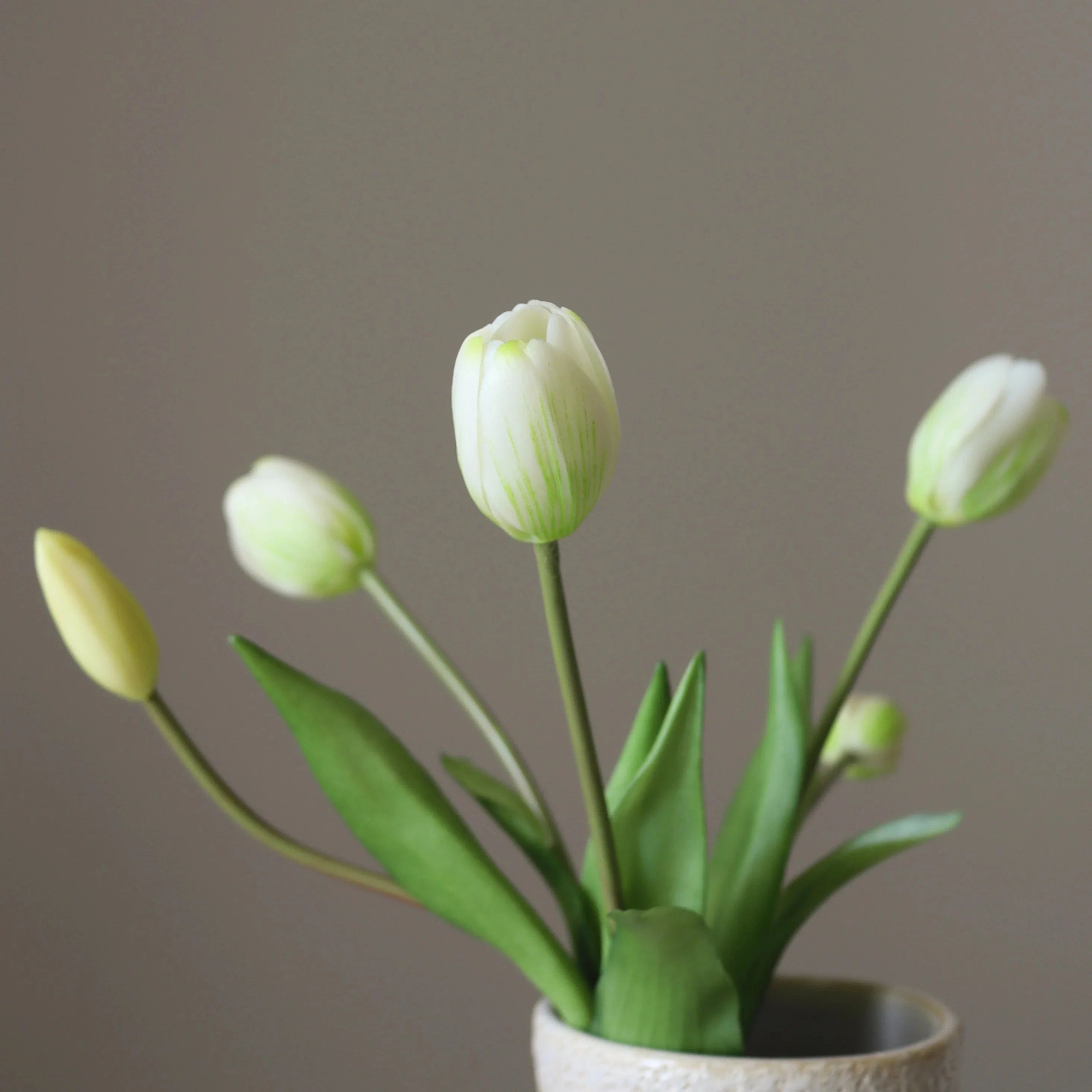 Hvide tulipaner