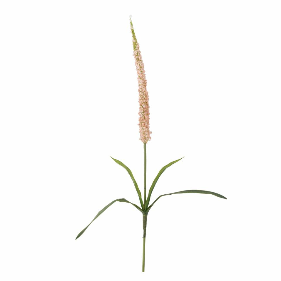 Foxtail Stilk, Rosa