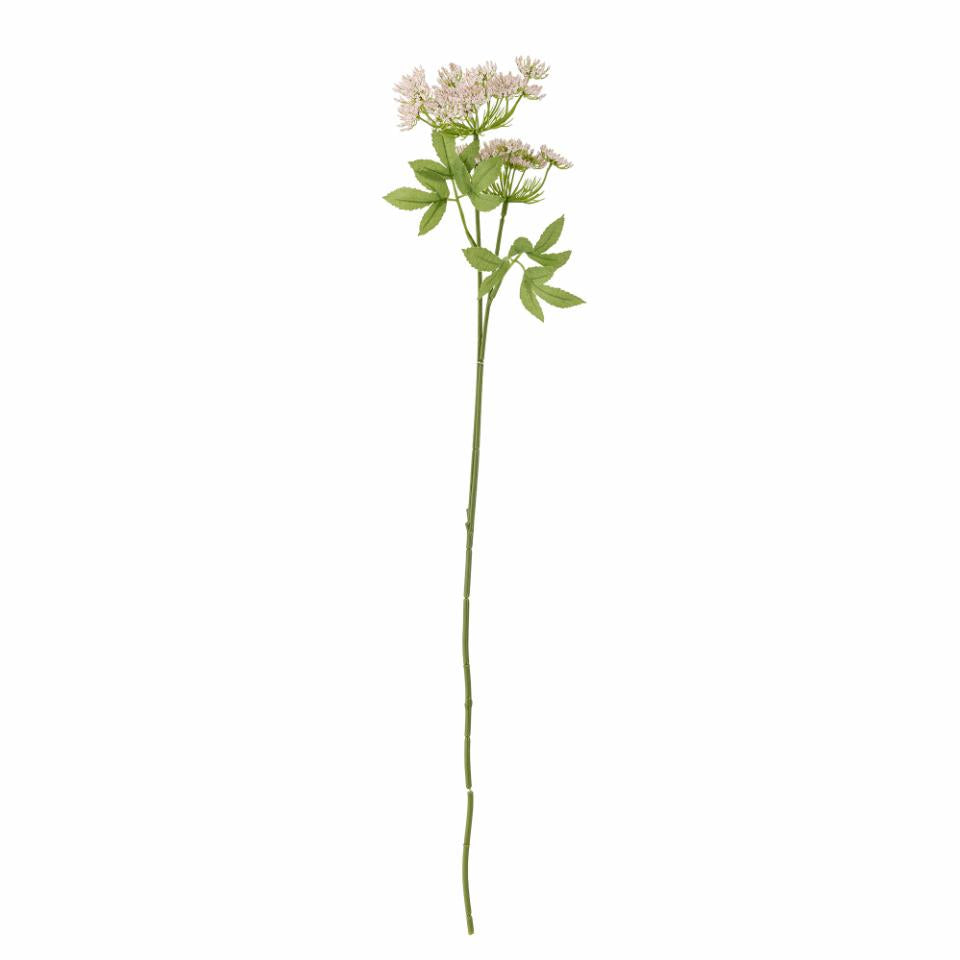 Fennel Stilk, Rosa