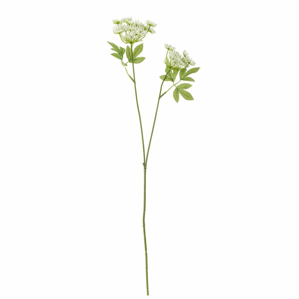 Fennel Stilk, Hvid