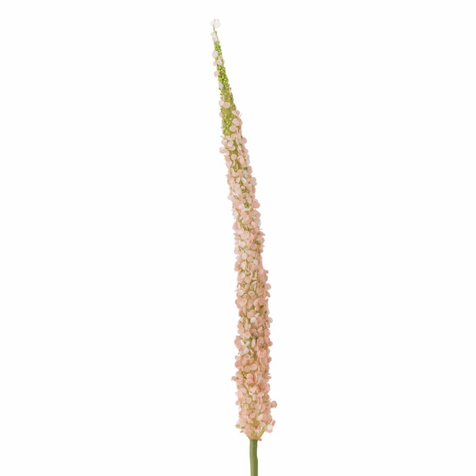 Foxtail Stilk, Rosa