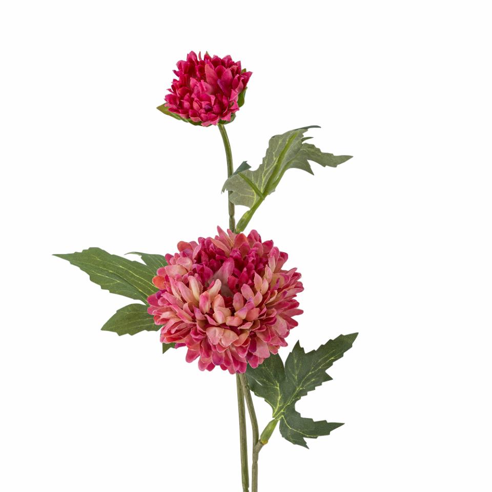 Chrysantemum Stilk, Pink