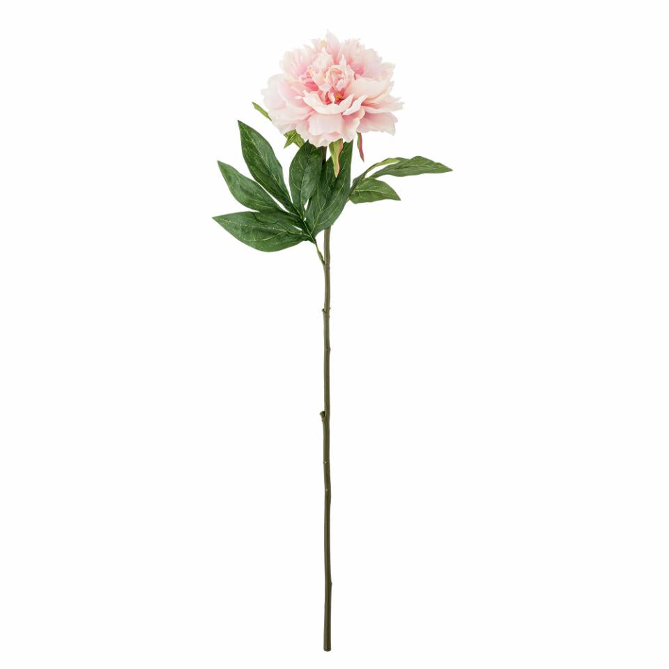Peony Stilk, Rosa