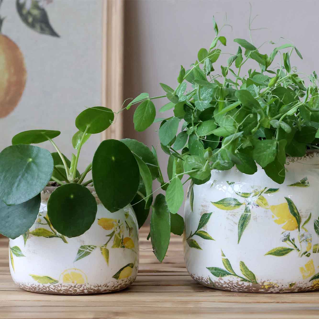 Limone potteskjuler m. citronmotiv