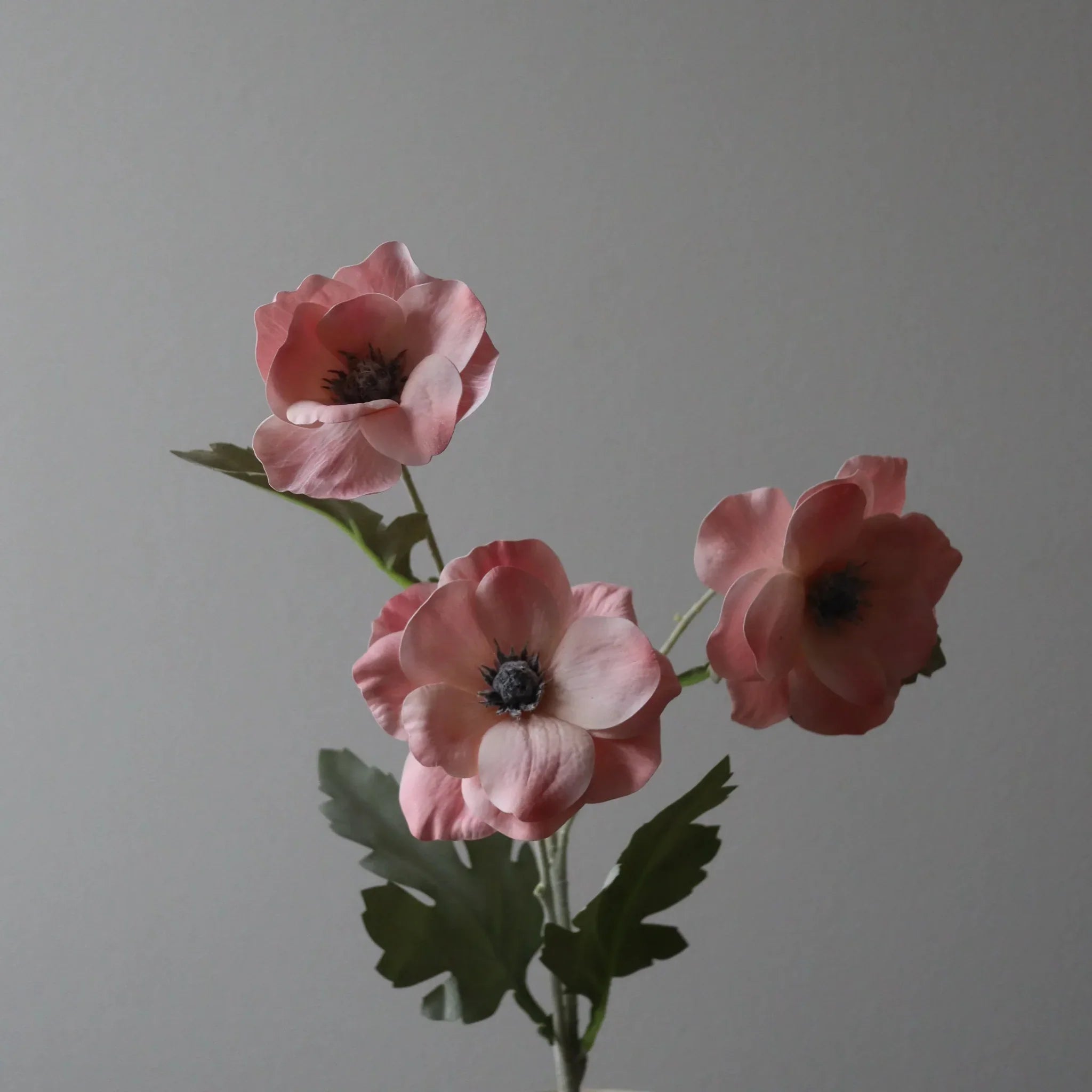 Lyserød Anemoneblomst