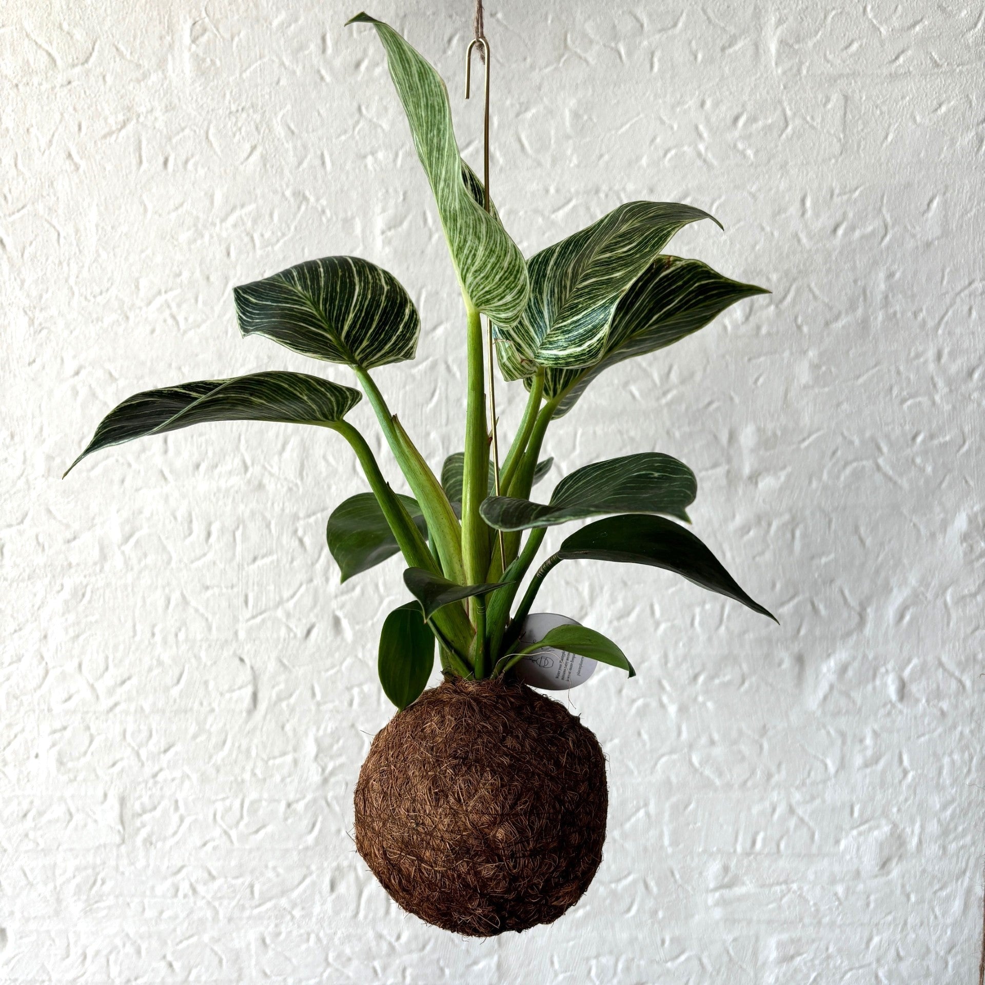 Philodendron Planteplanet